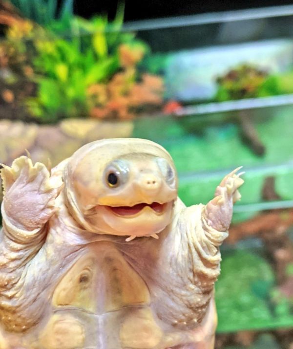 Turtle Twitter Yakyu-Zoido